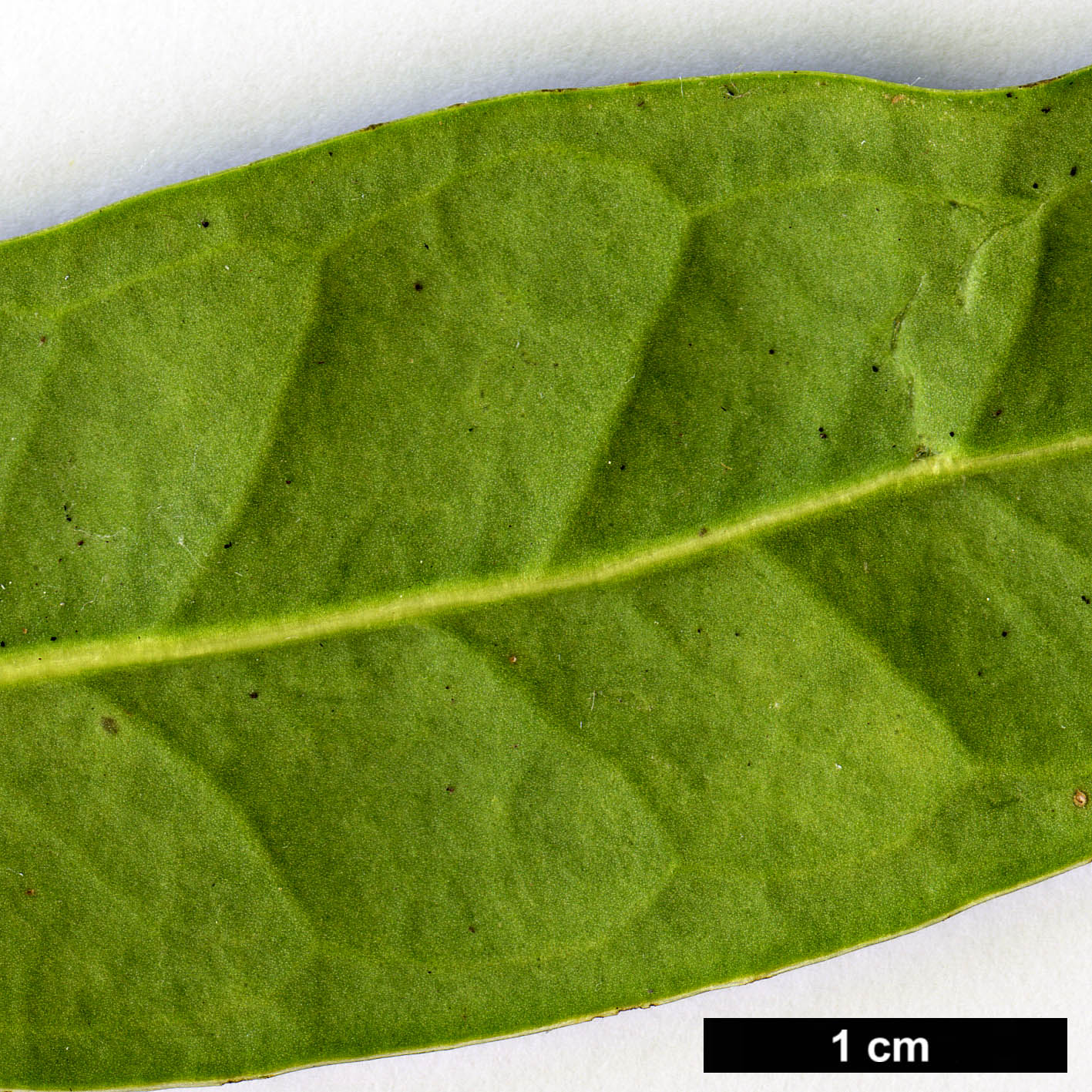 High resolution image: Family: Buxaceae - Genus: Sarcococca - Taxon: hookeriana - SpeciesSub: var. humilis